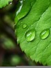 雨天的图片